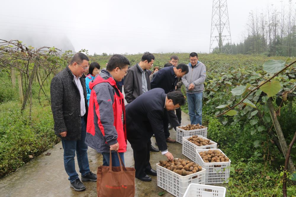 王顺洪考察双凤村猕猴桃基地 阮琦 摄.JPG 王顺洪考察双凤村猕猴桃基地 阮琦 摄.JPG